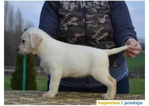 LABRADOR RETRIVER vrhunskog porekla - 5/12