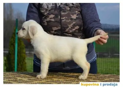 LABRADOR RETRIVER vrhunskog porekla - 6/12