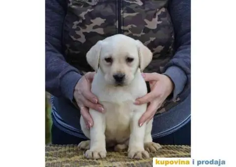 LABRADOR RETRIVER vrhunskog porekla - 7/12