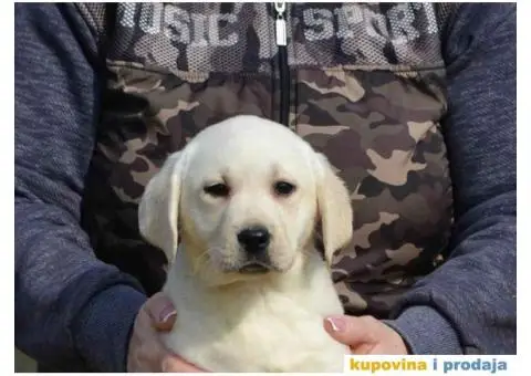 LABRADOR RETRIVER vrhunskog porekla - 8/12