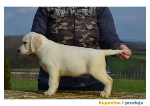 LABRADOR RETRIVER vrhunskog porekla - 9/12