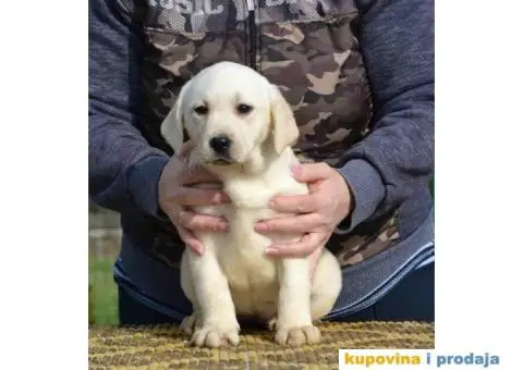 LABRADOR RETRIVER vrhunskog porekla - 10/12