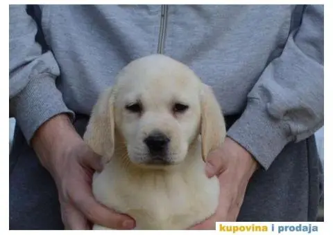 LABRADOR RETRIVER vrhunskog porekla - 11/12