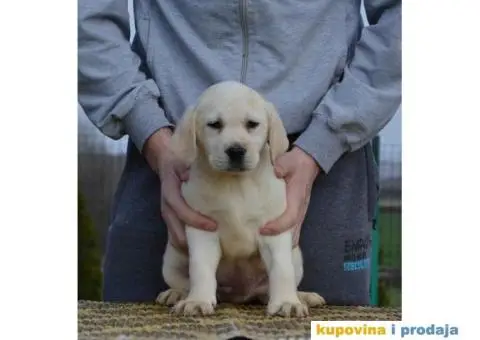 LABRADOR RETRIVER vrhunskog porekla - 12/12