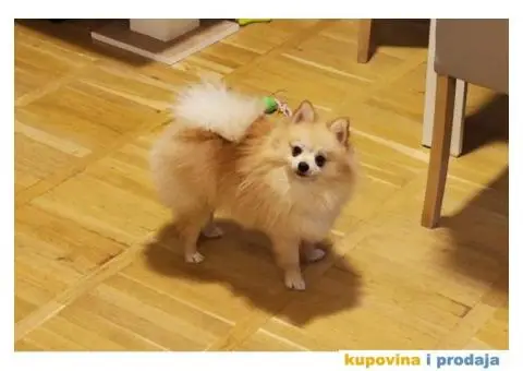 Pomeranac spreman za parenje - 1/3