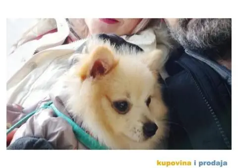 Pomeranac spreman za parenje - 2/3