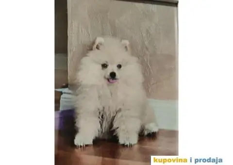 Pomeranac spreman za parenje - 3/3