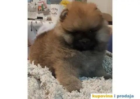 Pomeranci VRHUNSKI kvalitet - 1/6