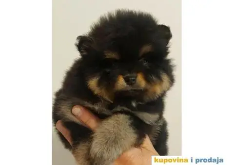 Pomeranci VRHUNSKI kvalitet - 2/6