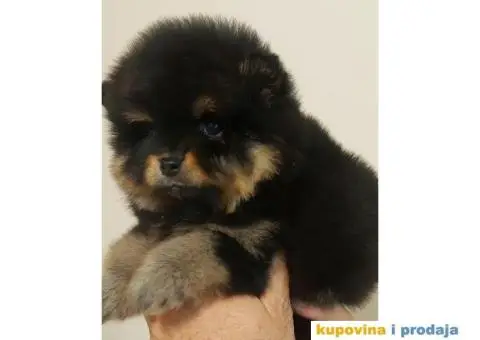 Pomeranci VRHUNSKI kvalitet - 3/6