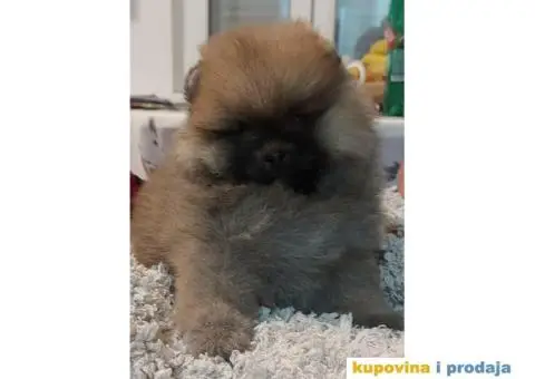 Pomeranci VRHUNSKI kvalitet - 4/6