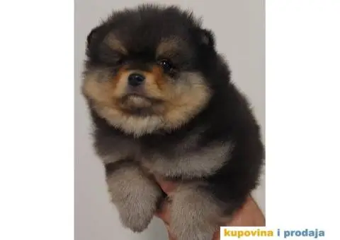 Pomeranci VRHUNSKI kvalitet - 5/6