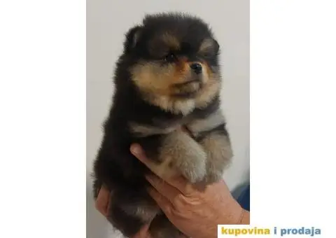 Pomeranci VRHUNSKI kvalitet - 6/6