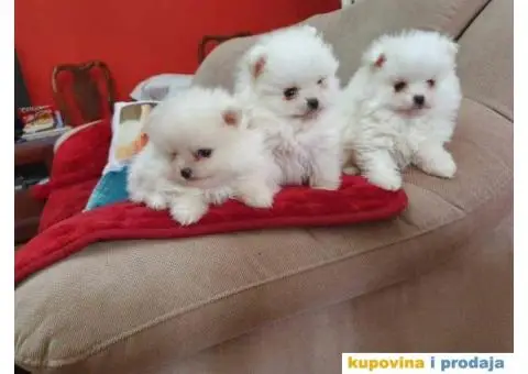 Prodajem 3 ženke Pomeranca.