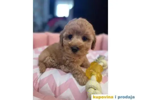 Prelepi štenci patuljaste pudle, ženke - 1/7