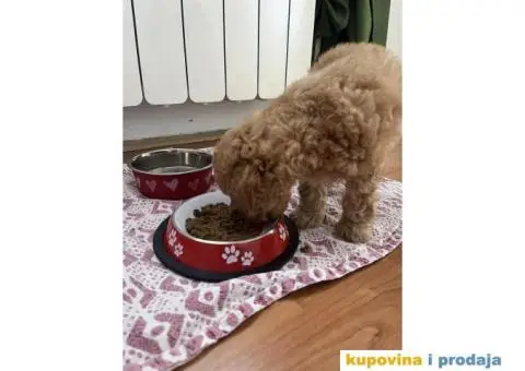 Prelepi štenci patuljaste pudle, ženke - 2/7