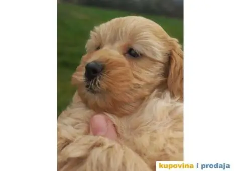 Prelepi štenci patuljaste pudle, ženke - 3/7