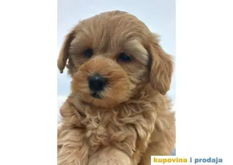 Prelepi štenci patuljaste pudle, ženke - 4/7