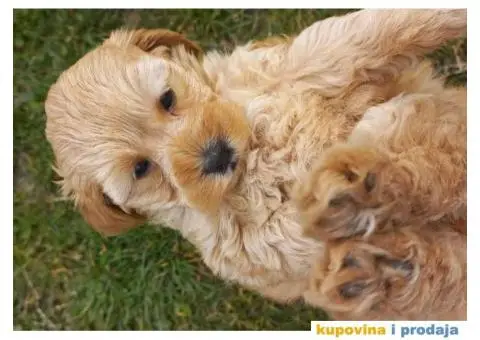 Prelepi štenci patuljaste pudle, ženke - 5/7