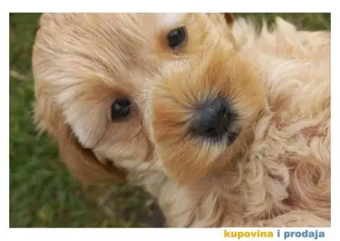 Prelepi štenci patuljaste pudle, ženke - 6/7