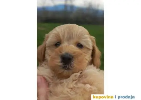 Prelepi štenci patuljaste pudle, ženke - 7/7