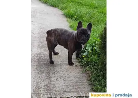 Francuski Buldog ženka na poklon - 1/4