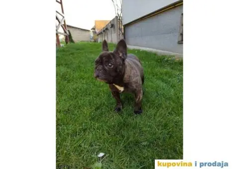 Francuski Buldog ženka na poklon - 2/4