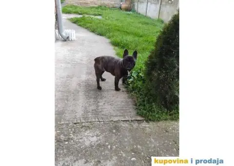 Francuski Buldog ženka na poklon - 3/4