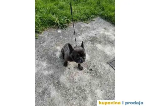 Francuski Buldog ženka na poklon - 4/4