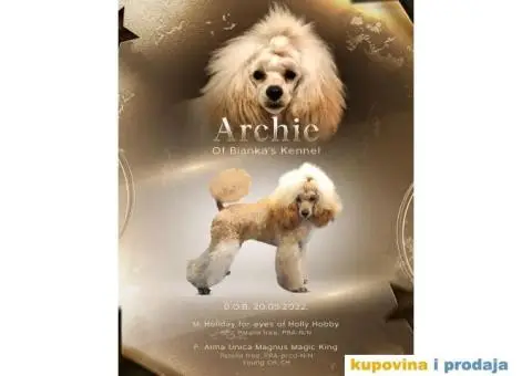 Prelepa Pudla na prodaju - 1/6