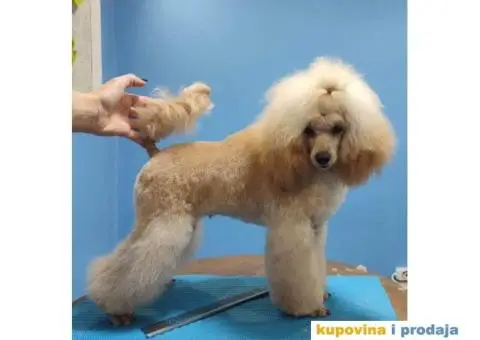 Prelepa Pudla na prodaju - 2/6