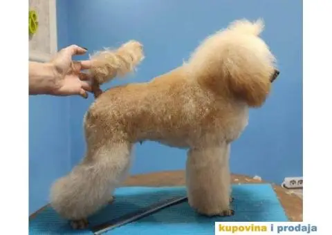 Prelepa Pudla na prodaju - 3/6