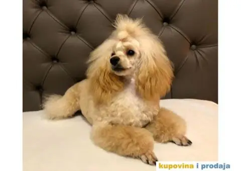 Prelepa Pudla na prodaju - 4/6