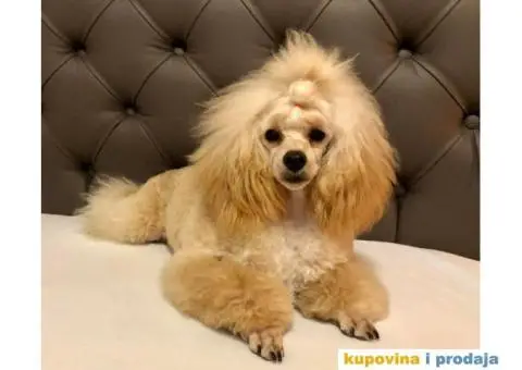 Prelepa Pudla na prodaju - 5/6