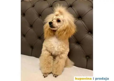 Prelepa Pudla na prodaju - 6/6