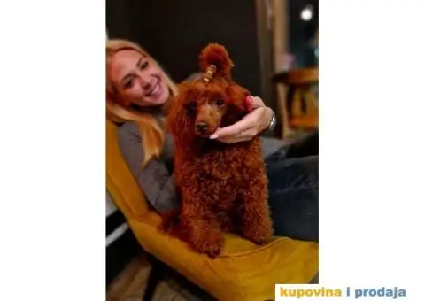 Vrhunski muzjak tamnocrvene TOY PUDLE za parenje - 2/7