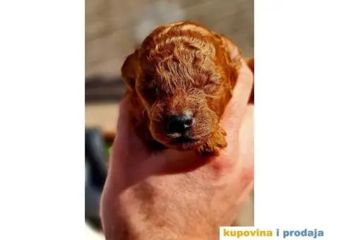 Vrhunski muzjak tamnocrvene TOY PUDLE za parenje - 3/7