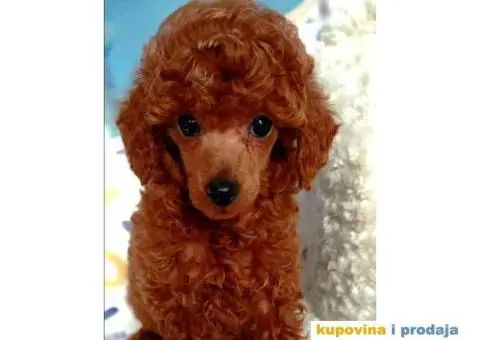 Vrhunski muzjak tamnocrvene TOY PUDLE za parenje - 4/7