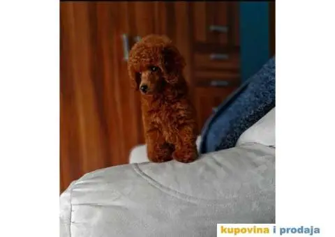 Vrhunski muzjak tamnocrvene TOY PUDLE za parenje - 5/7