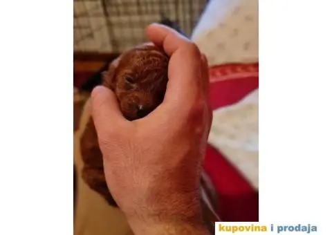 Vrhunski muzjak tamnocrvene TOY PUDLE za parenje - 6/7