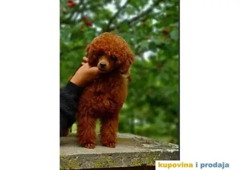 Vrhunski muzjak tamnocrvene TOY PUDLE za parenje - 7/7