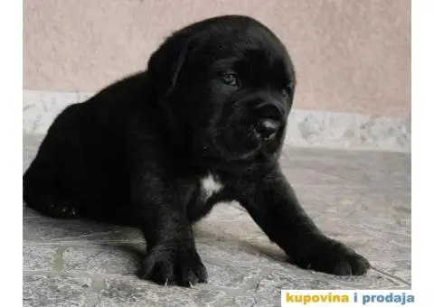 Kane Korso Cane Corso REZERVACIJE - 1/15