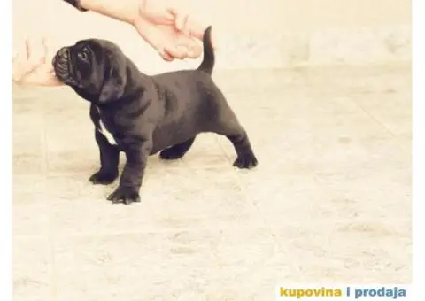 Kane Korso Cane Corso REZERVACIJE - 2/15