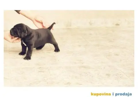 Kane Korso Cane Corso REZERVACIJE - 3/15