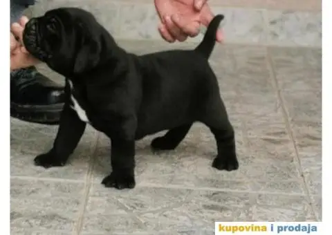 Kane Korso Cane Corso REZERVACIJE - 4/15