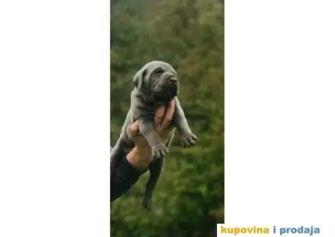 Kane Korso Cane Corso REZERVACIJE - 6/15