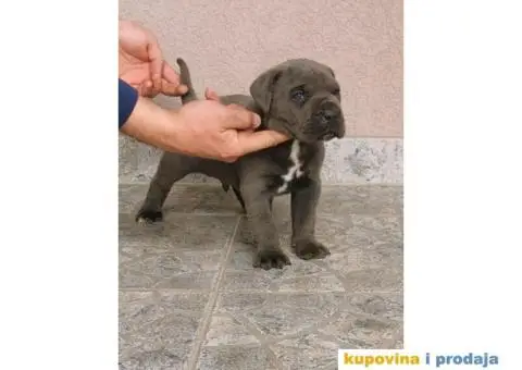 Kane Korso Cane Corso REZERVACIJE - 7/15