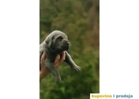 Kane Korso Cane Corso REZERVACIJE - 8/15