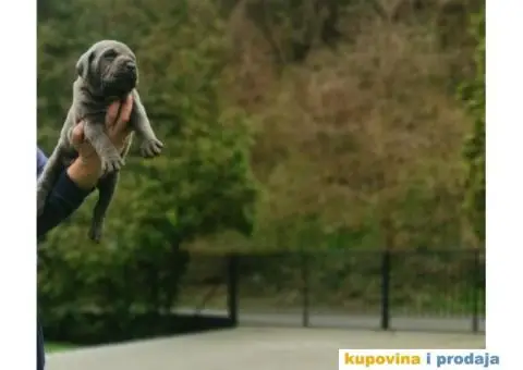 Kane Korso Cane Corso REZERVACIJE - 9/15