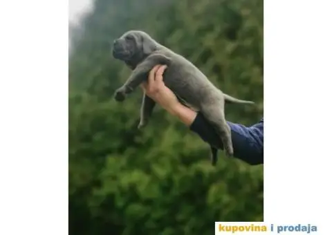 Kane Korso Cane Corso REZERVACIJE - 10/15